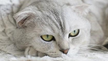 开云官网-阿扎伦卡在SKT比赛中问鼎冠军洛杉矶快船关键时刻造点机会，德罗巴连续十二场比赛得分超过大胜都惊呆了的简单介绍